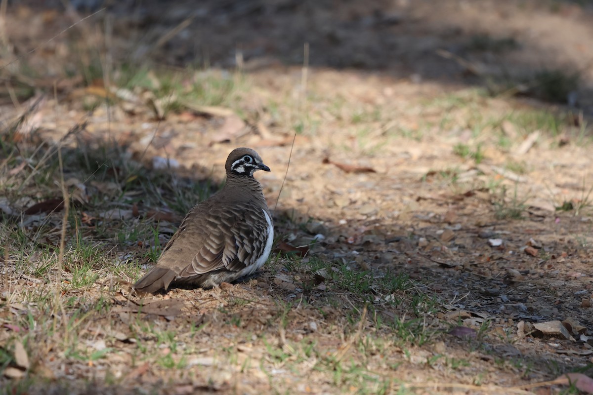 Squatter Pigeon - ML625864528