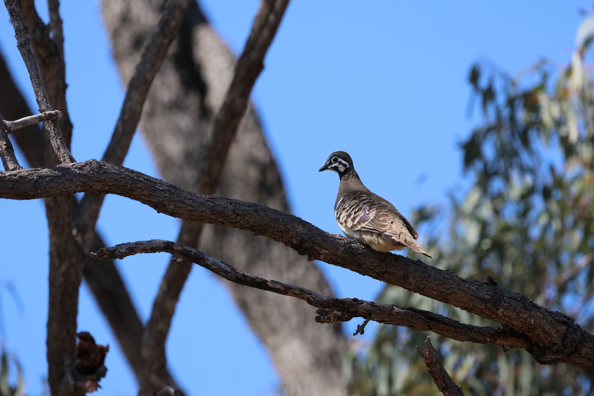 Squatter Pigeon - ML625864529