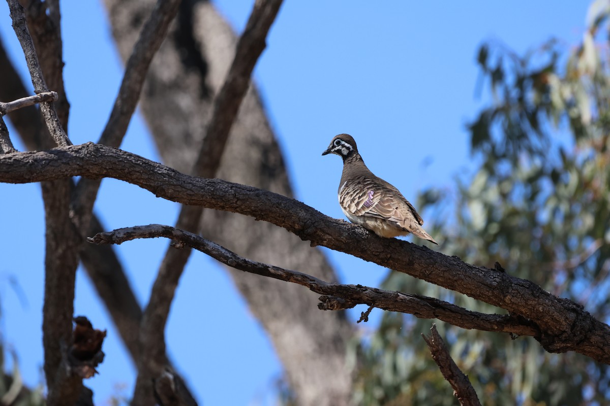 Squatter Pigeon - ML625864530