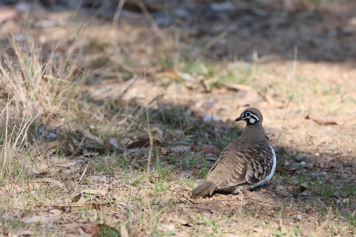 Squatter Pigeon - ML625864531