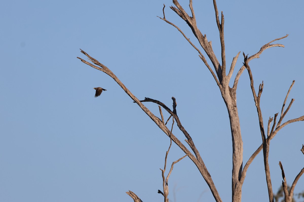 Noisy Miner - ML625864534
