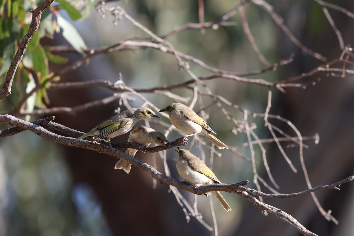 Fuscous Honeyeater - ML625864537