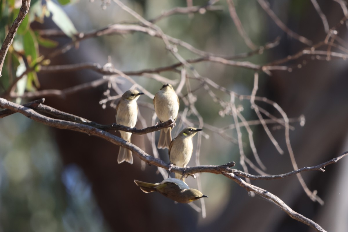 Fuscous Honeyeater - ML625864538