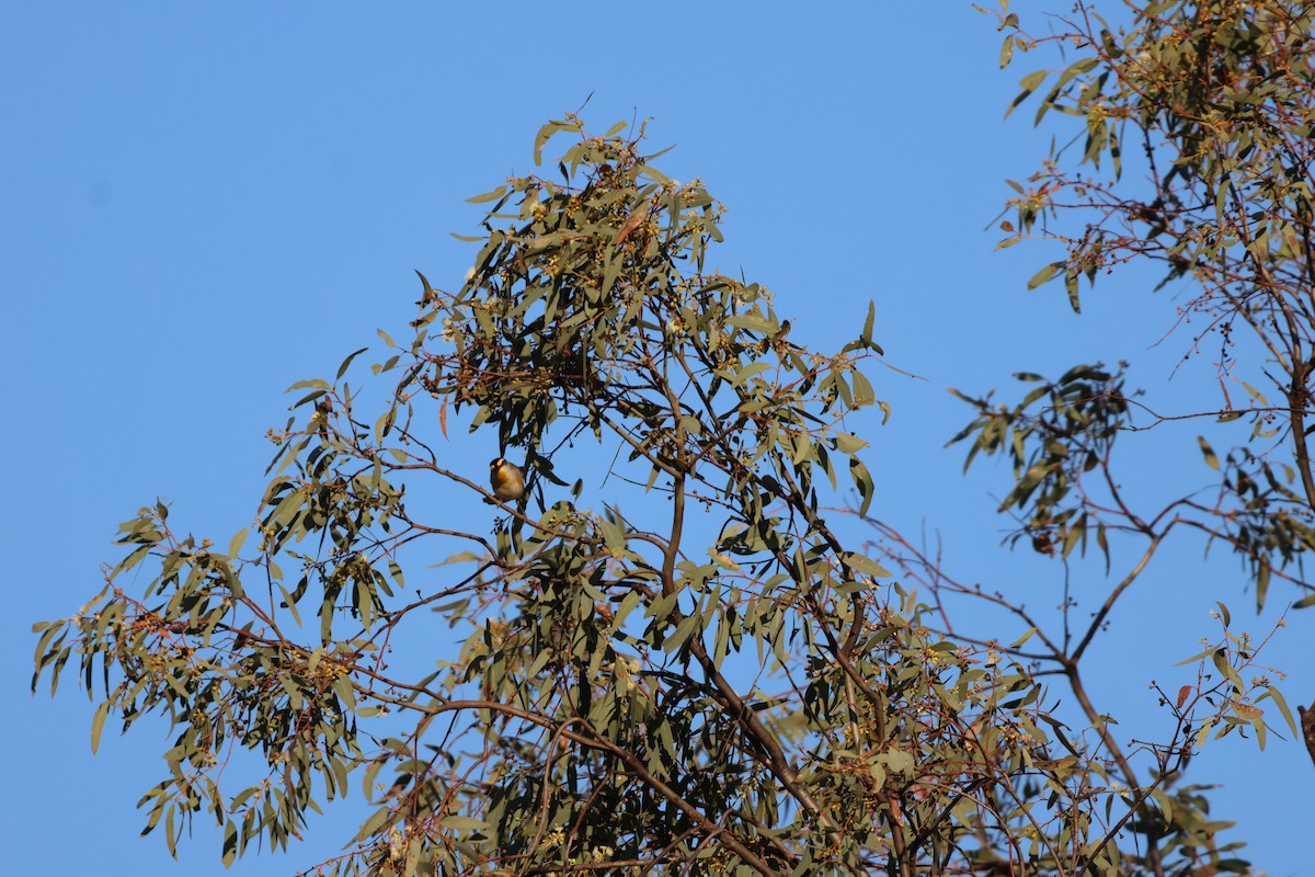 Striated Pardalote (Black-headed) - ML625864540