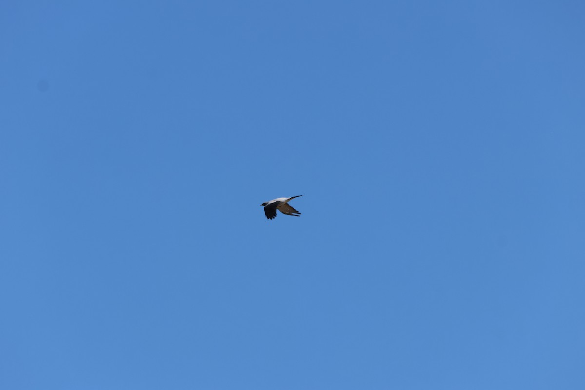 Ground Cuckooshrike - ML625864545