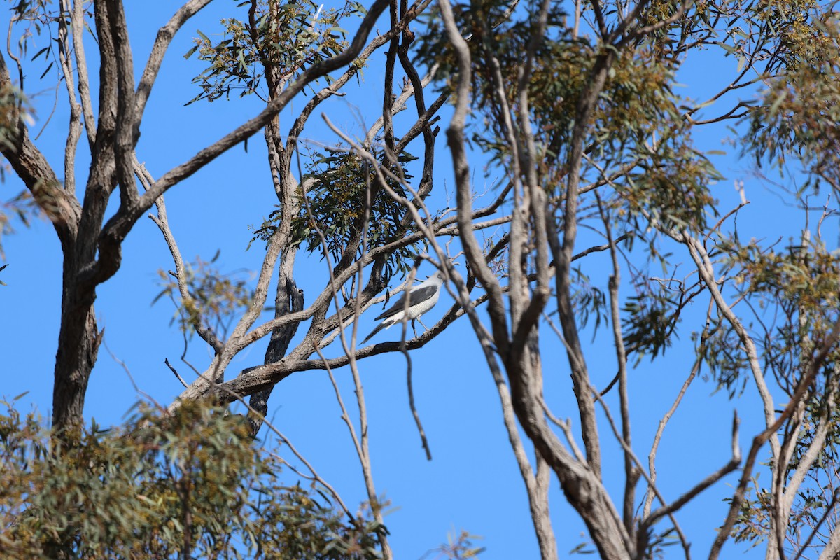 Ground Cuckooshrike - ML625864548