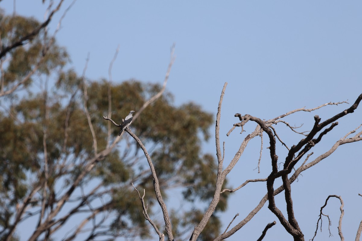 Ground Cuckooshrike - ML625864549