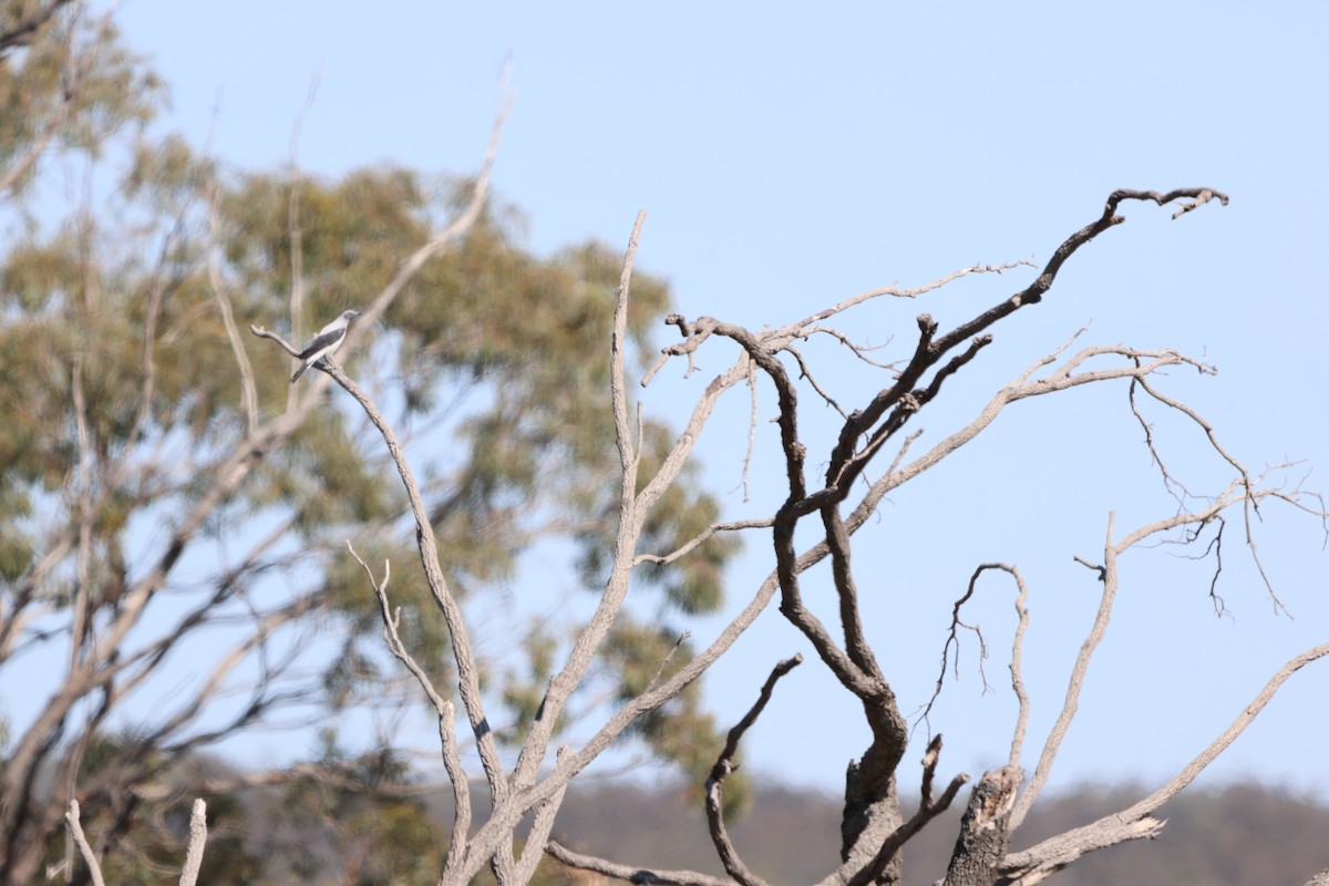 Ground Cuckooshrike - ML625864550