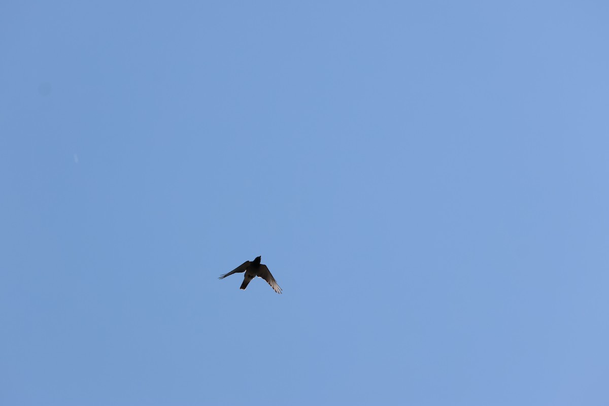 Black-faced Cuckooshrike - ML625864551