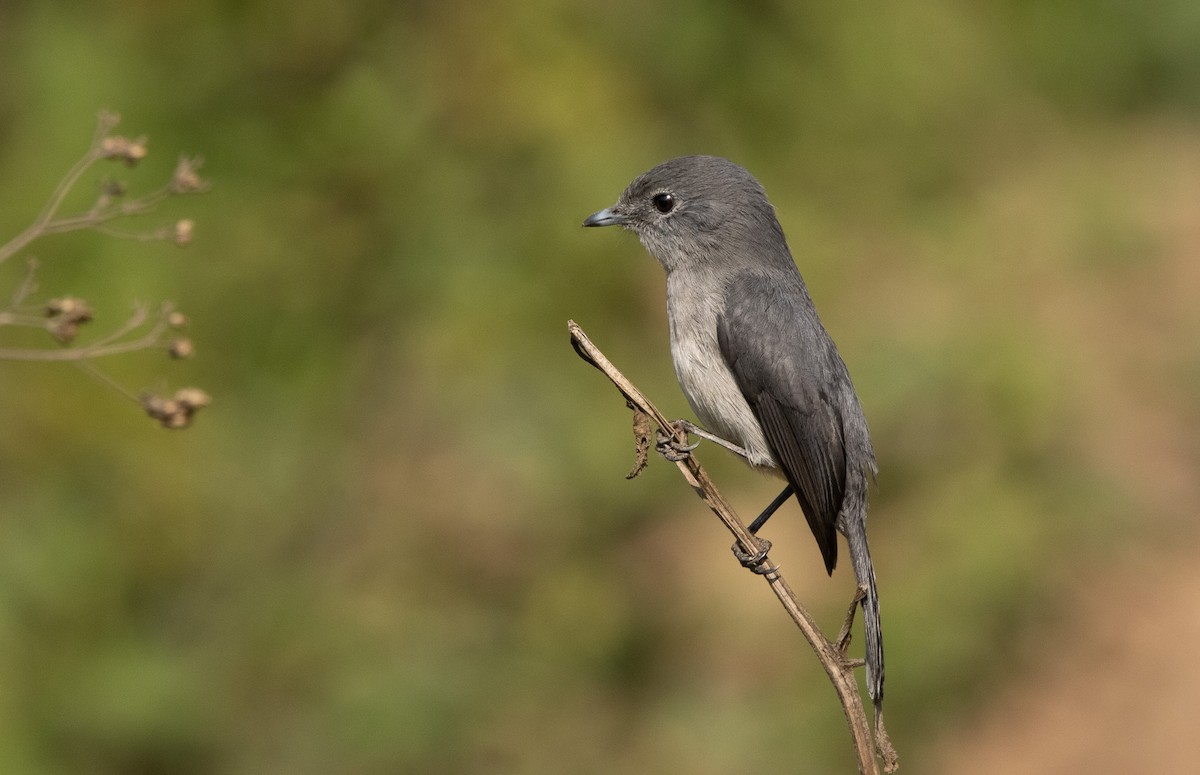 White-eyed Slaty-Flycatcher - ML625864732