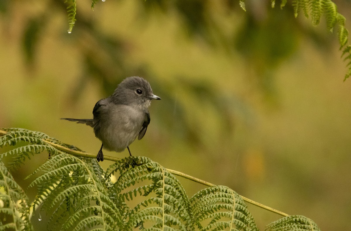 White-eyed Slaty-Flycatcher - ML625864735