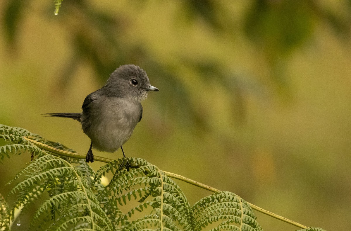 White-eyed Slaty-Flycatcher - ML625864736