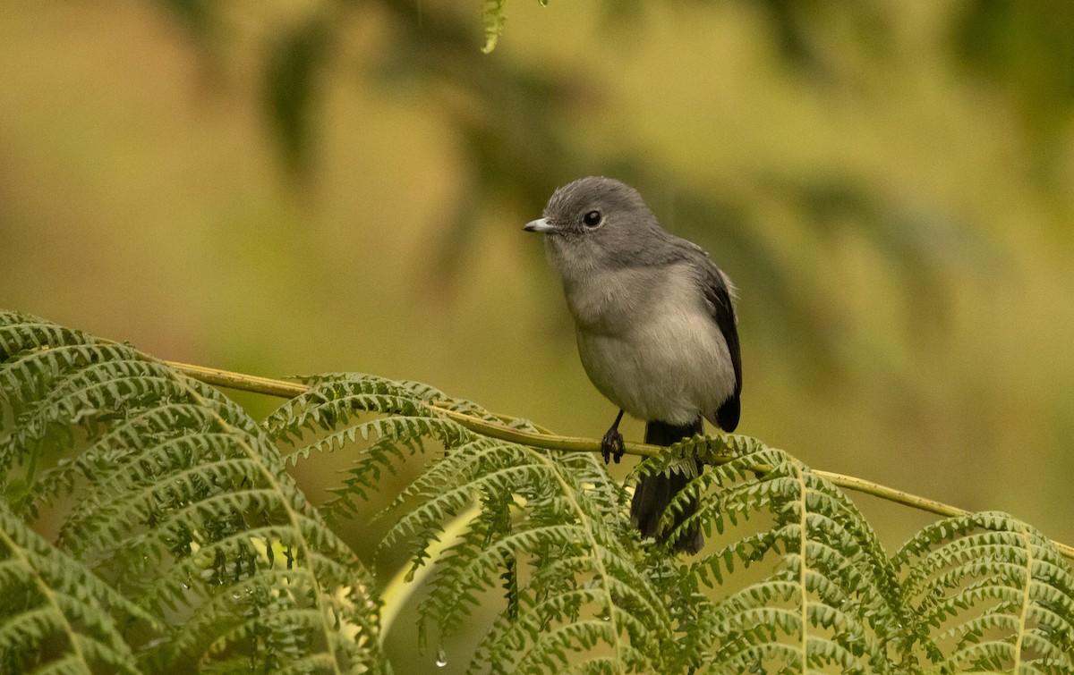 White-eyed Slaty-Flycatcher - ML625864737