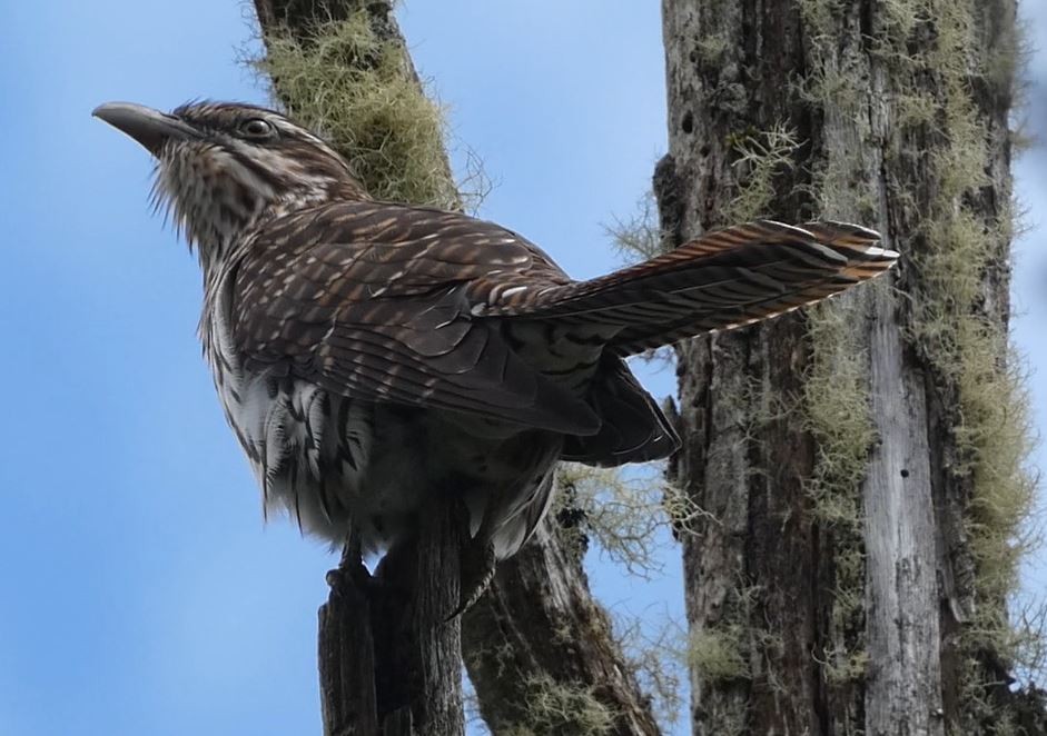 Long-tailed Koel - ML625864751