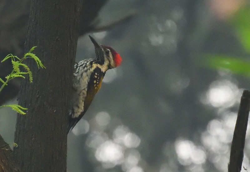 Black-rumped Flameback - ML625864755
