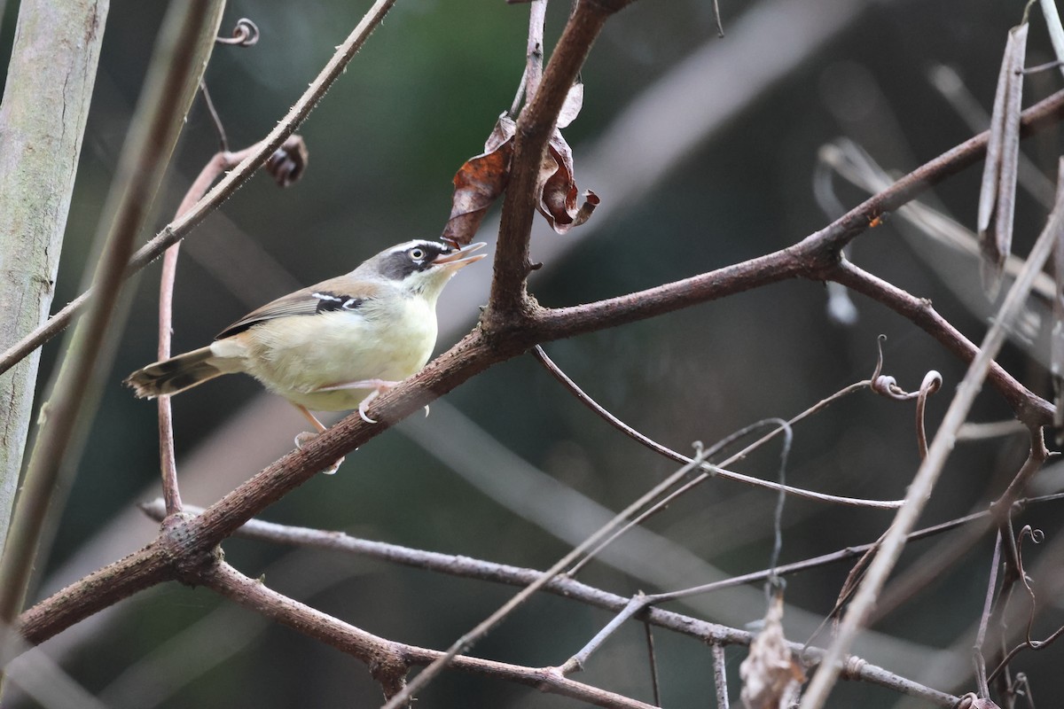 White-browed Scrubwren (Buff-breasted) - ML625864795