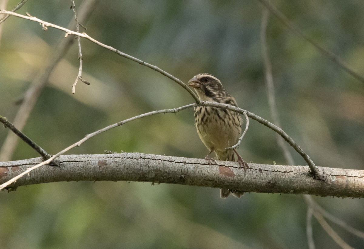 Streaky Seedeater - ML625864814