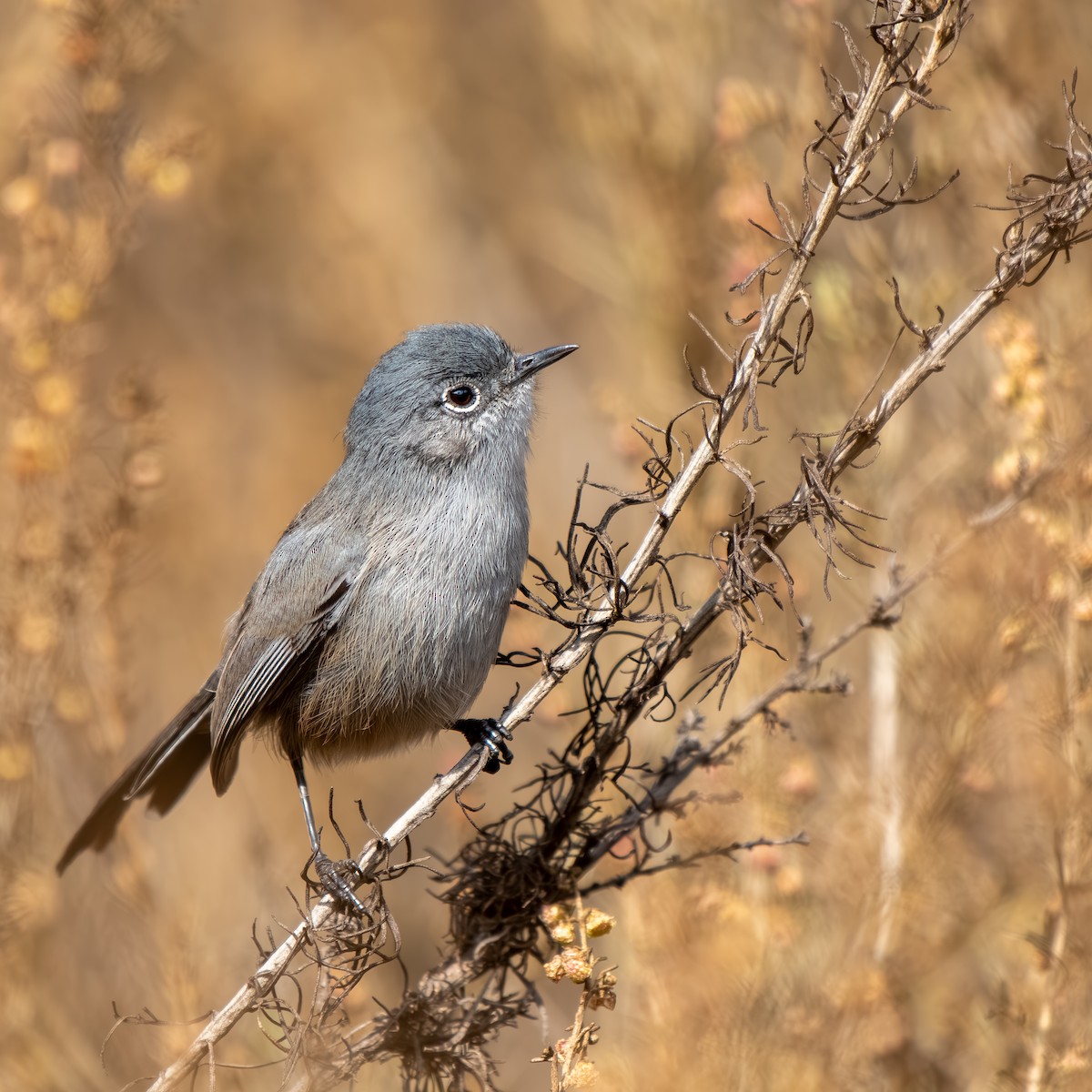 California Gnatcatcher - ML625864847