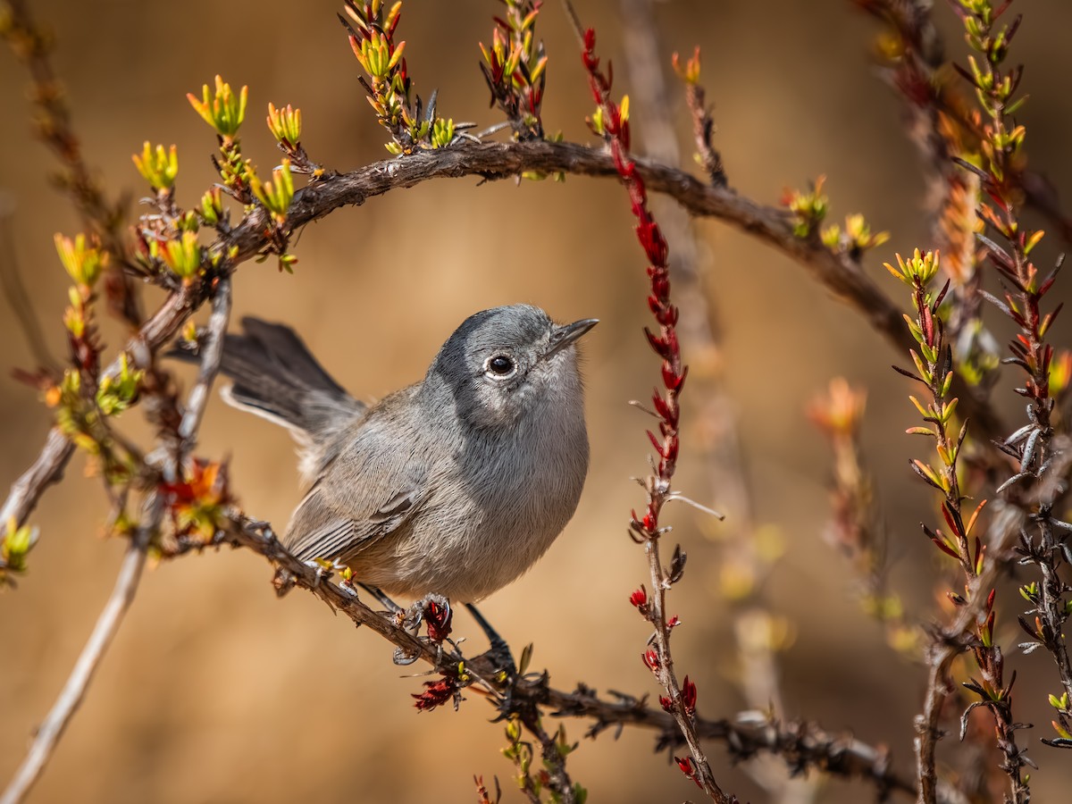 California Gnatcatcher - ML625864904