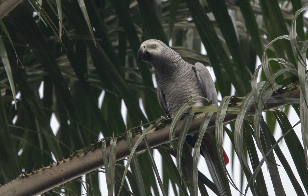 Gray Parrot (Gray) - ML625864958