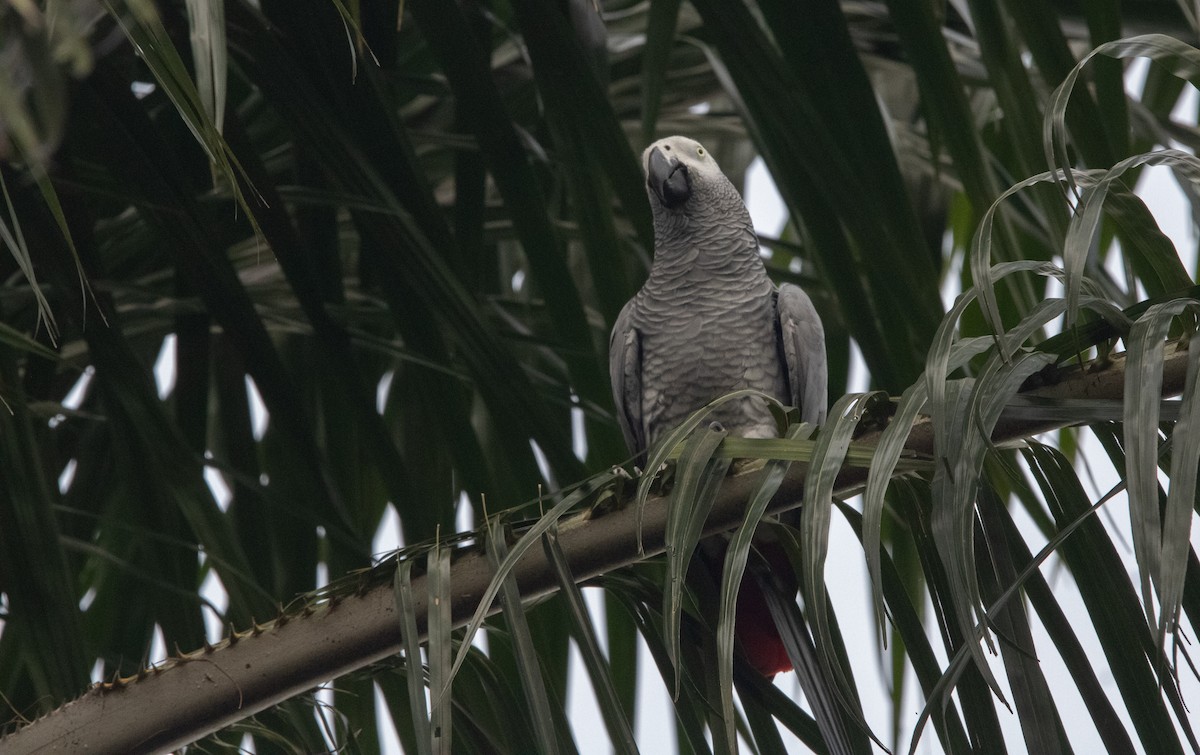 Gray Parrot (Gray) - ML625864960