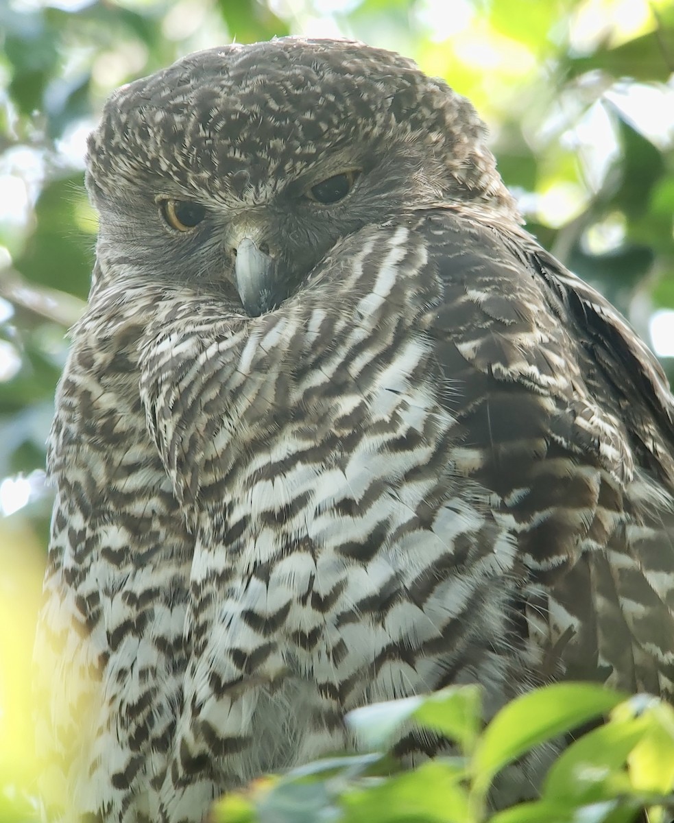 Powerful Owl - ML625865023