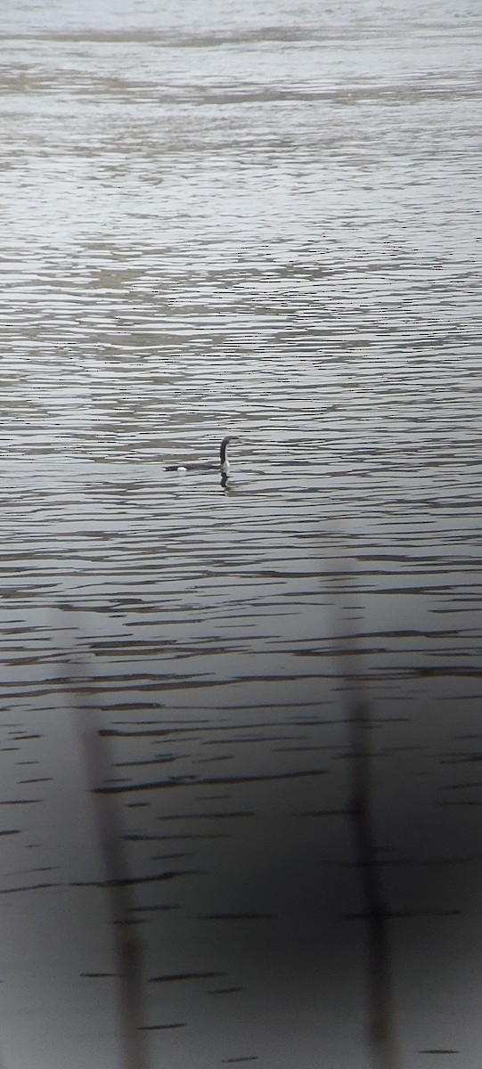 Arctic Loon - ML625865084