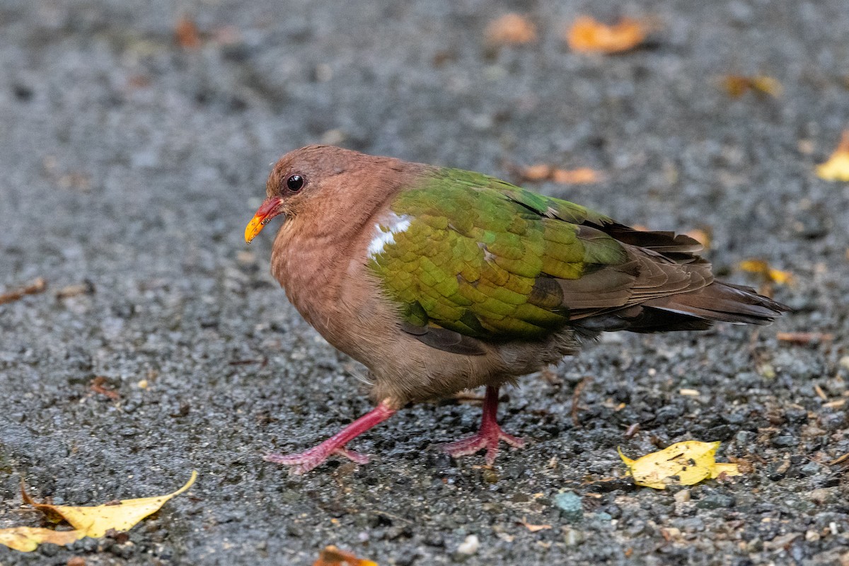 Palomita Esmeralda Cabeciparda - ML625865092