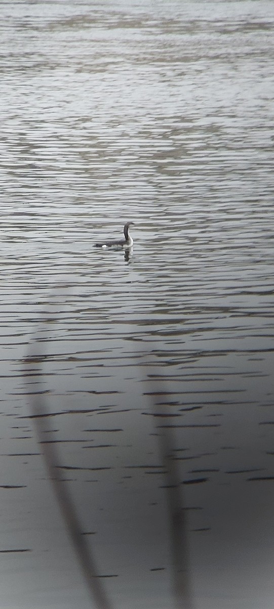 Arctic Loon - ML625865098