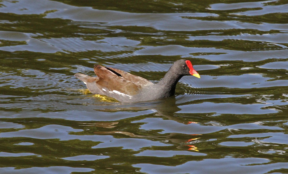 Eurasian Moorhen - ML62586521