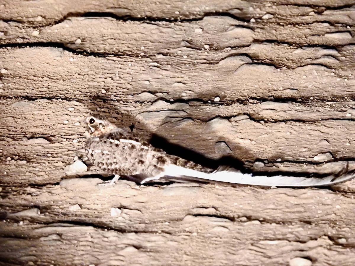 Pennant-winged Nightjar - ML625865746