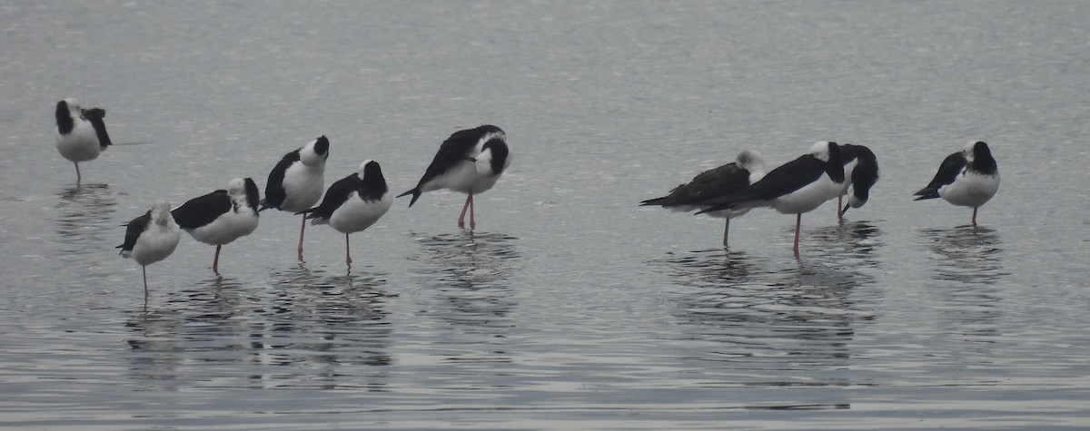 黑領高蹺鴴 - ML625866072