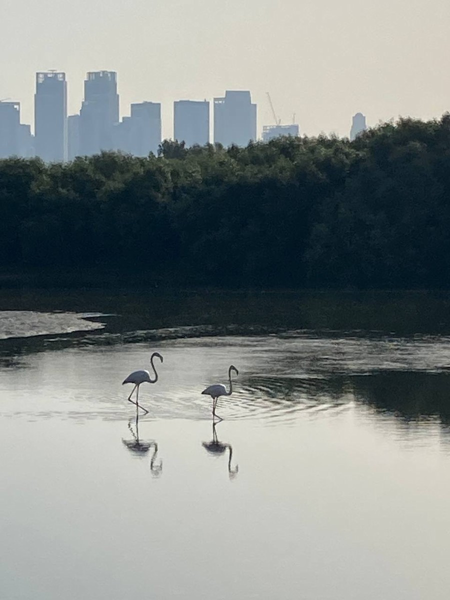 Greater Flamingo - ML625866145