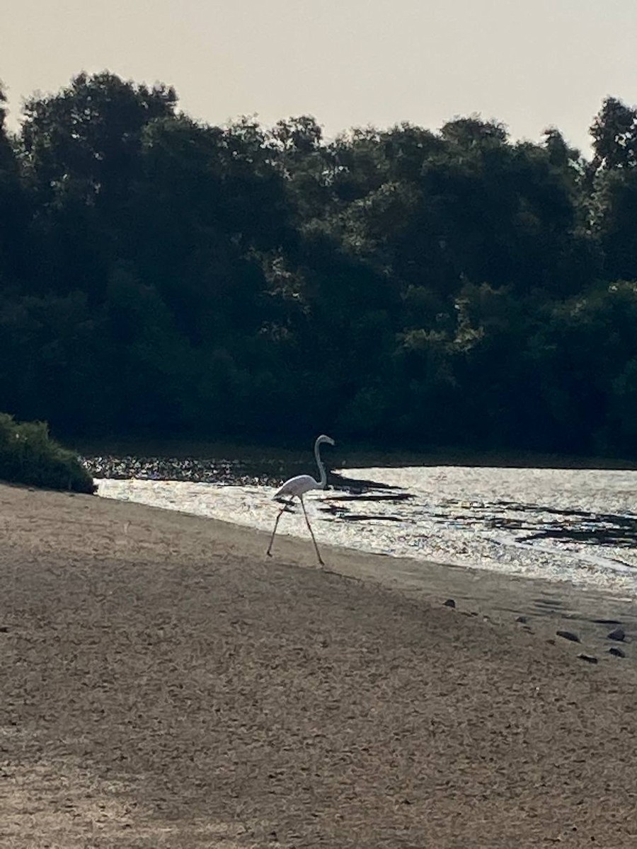 Greater Flamingo - ML625866146