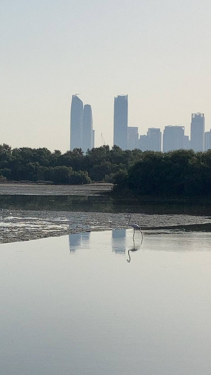 Greater Flamingo - ML625866147