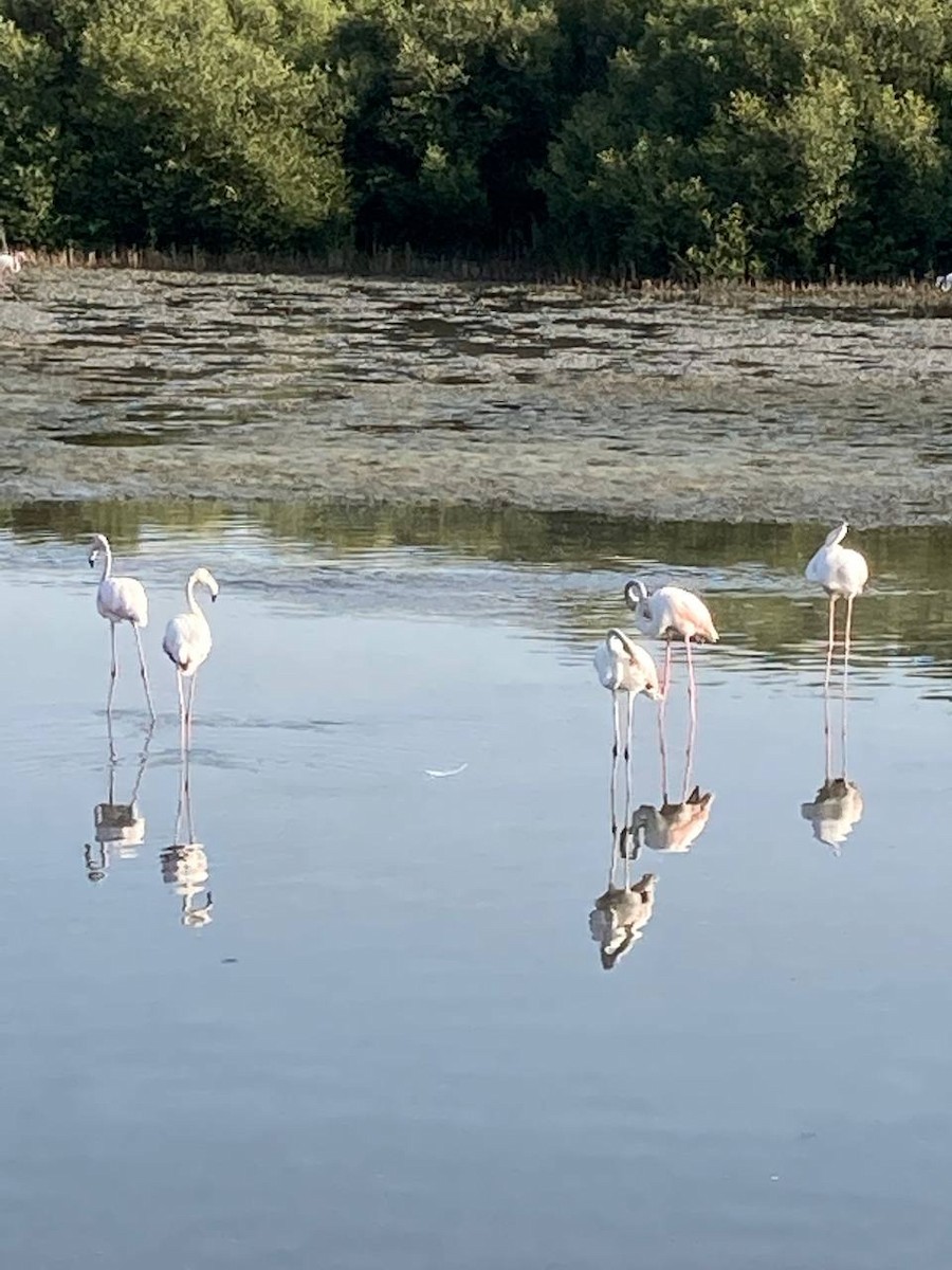 Greater Flamingo - ML625866148