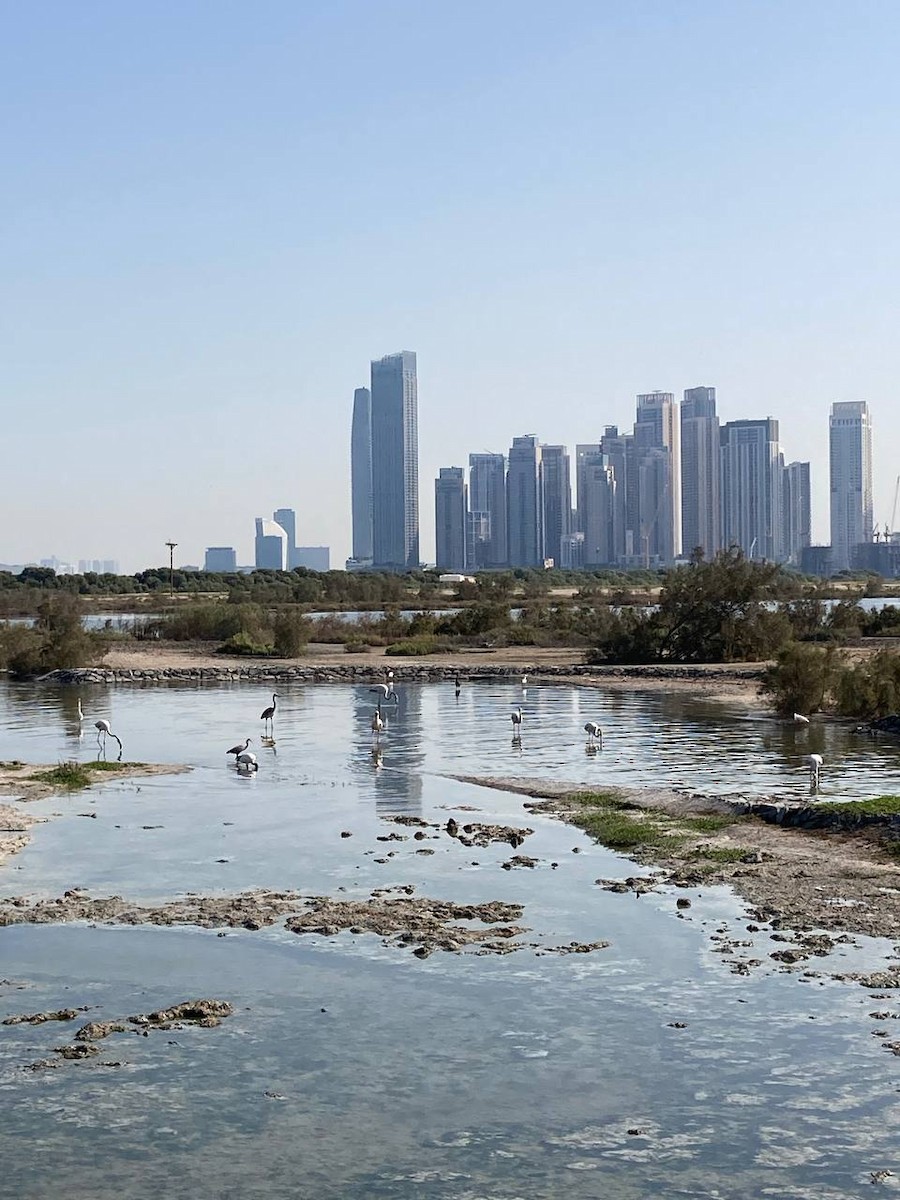 Greater Flamingo - ML625866150