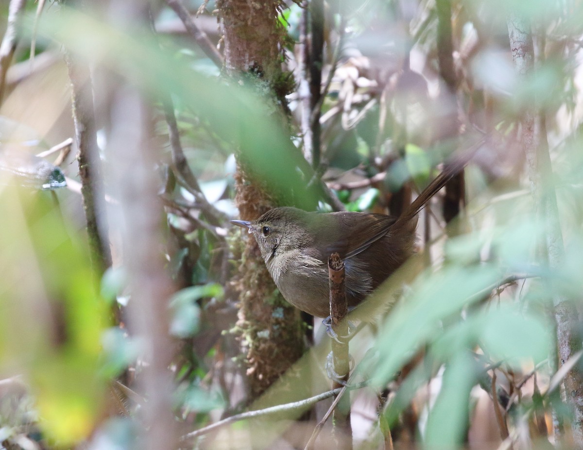 Malagasy Brush-Warbler (Malagasy) - ML625866336