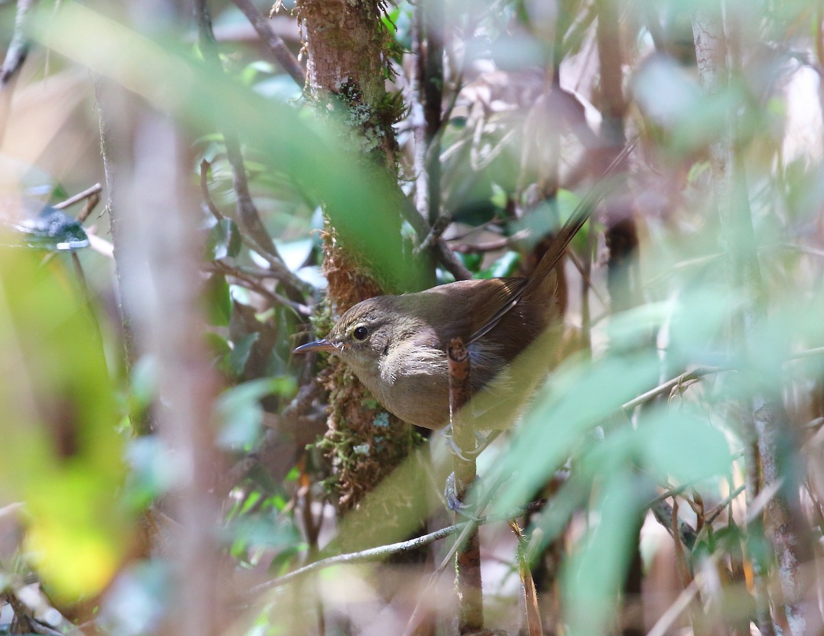 Malagasy Brush-Warbler (Malagasy) - ML625866338