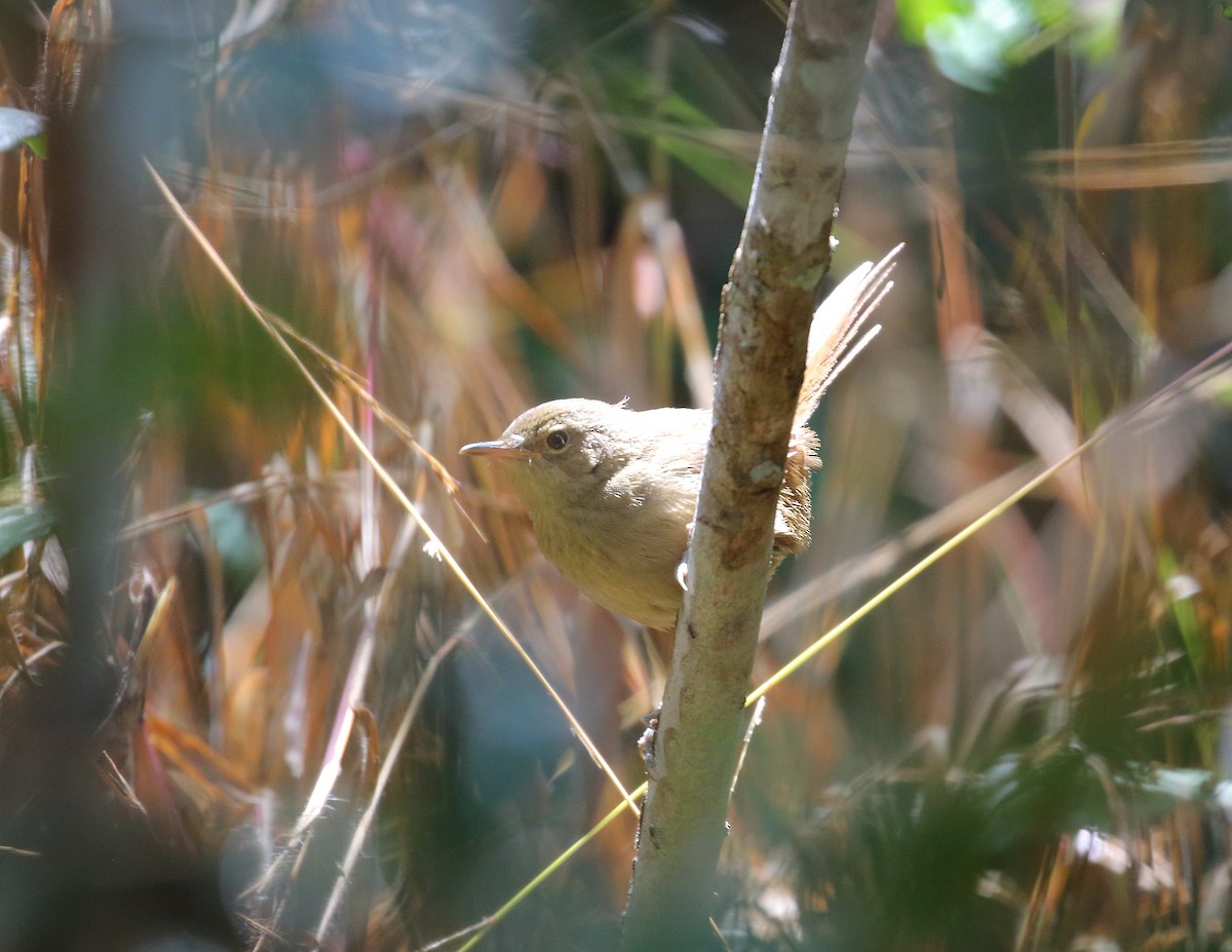 Malagasy Brush-Warbler (Malagasy) - ML625866339