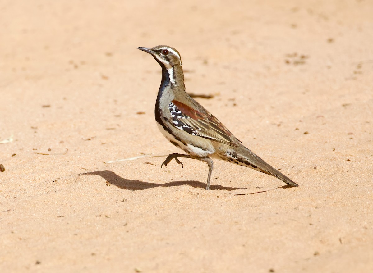 Chestnut Quail-thrush - ML625866342