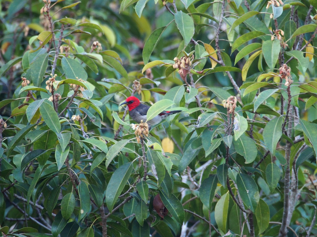 Red-headed Myzomela - ML625866378