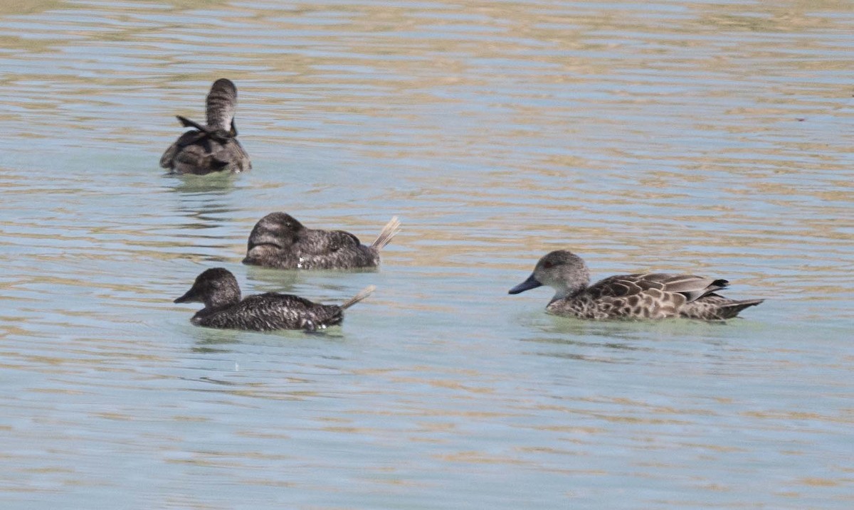 Blue-billed Duck - ML625866385