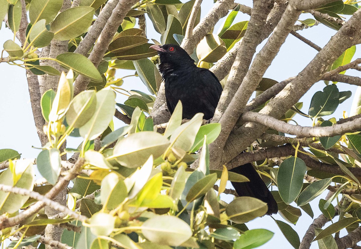 Pacific Koel - ML625866427