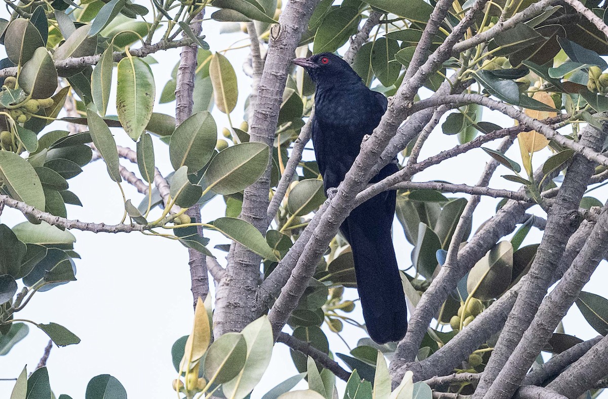 Pacific Koel - ML625866429