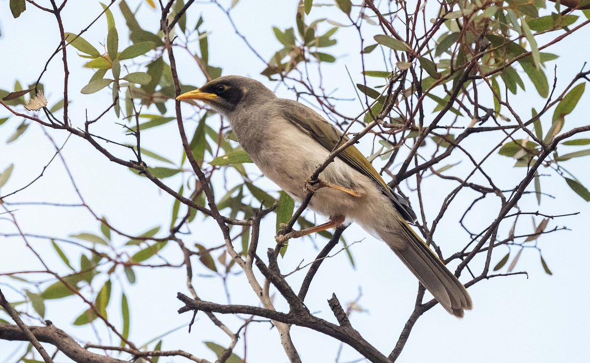 Black-eared Miner - ML625866439