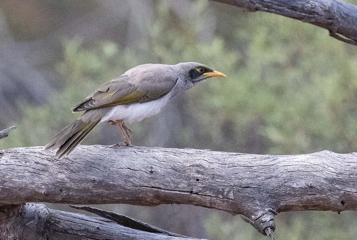 Black-eared Miner - ML625866444