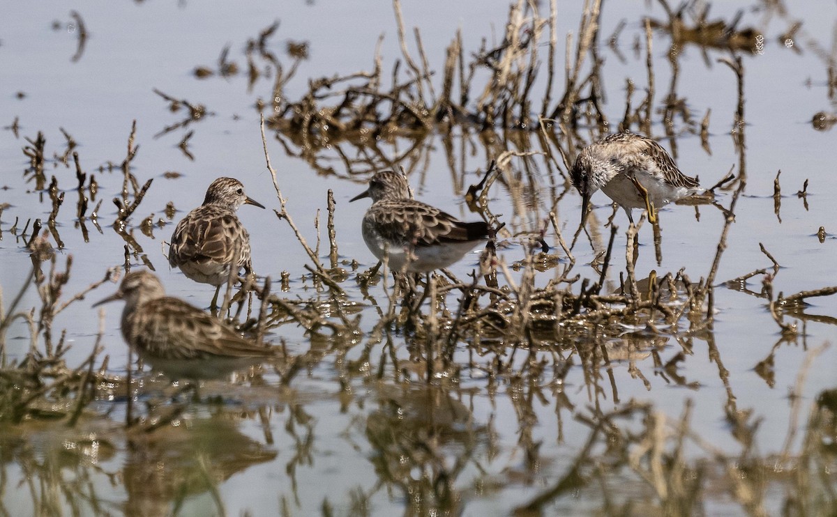 Long-toed Stint - ML625866470