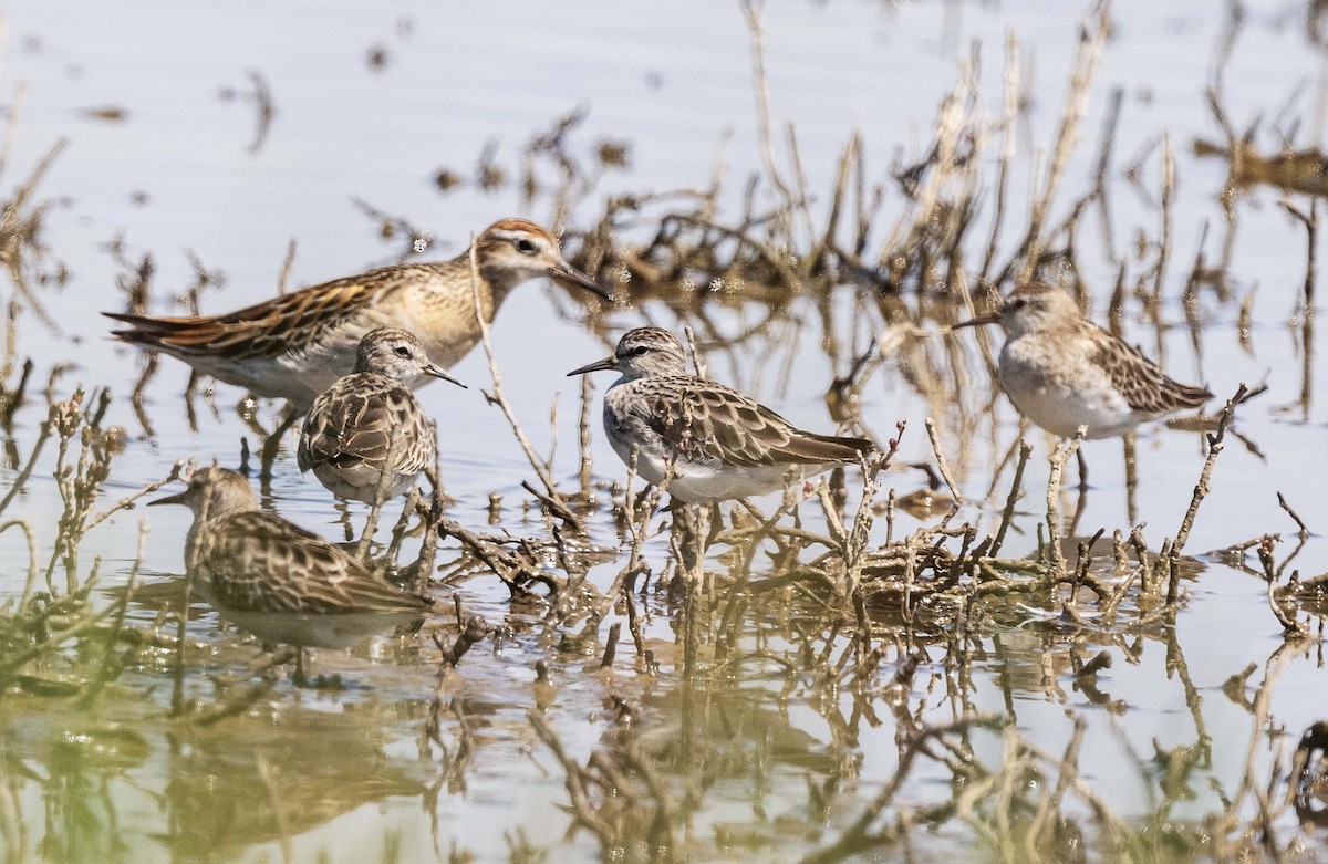 Long-toed Stint - ML625866477