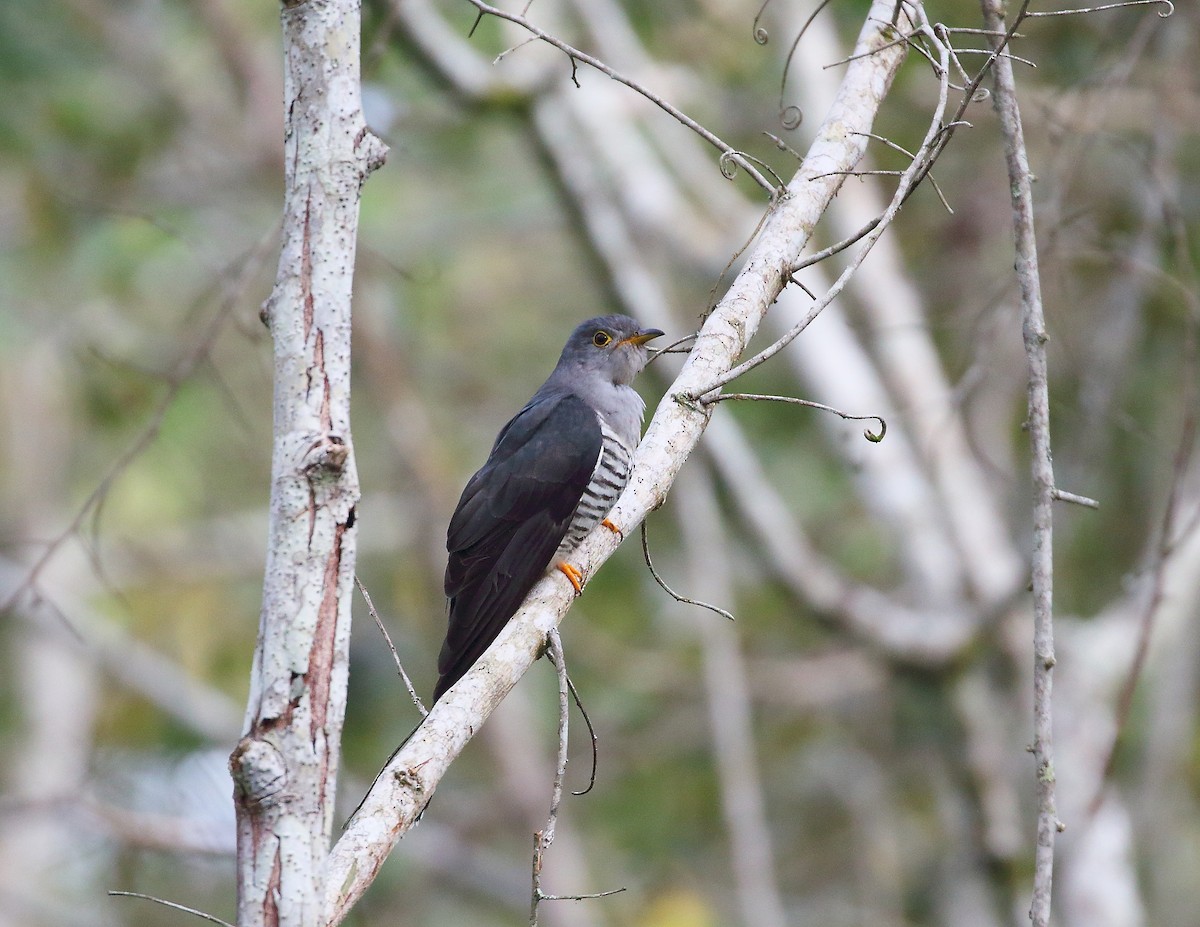 Coucou de Madagascar - ML625866683